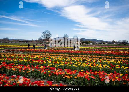 Grugliasco, Italia. 25th Mar, 2024. general view of fields of tulips in bloom in Grugliasco near Turin, north west Italy - Monday, March 25, 2024. News (Photo by Marco Alpozzi/Lapresse) Credit: LaPresse/Alamy Live News Stock Photo