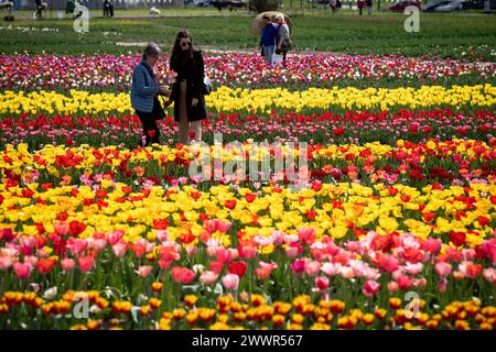 Grugliasco, Italia. 25th Mar, 2024. People walks and collects tulips in bloom in Grugliasco near Turin, north west Italy - Monday, March 25, 2024. News (Photo by Marco Alpozzi/Lapresse) Credit: LaPresse/Alamy Live News Stock Photo