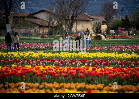 Grugliasco, Italia. 25th Mar, 2024. general view of fields of tulips in bloom in Grugliasco near Turin, north west Italy - Monday, March 25, 2024. News (Photo by Marco Alpozzi/Lapresse) Credit: LaPresse/Alamy Live News Stock Photo