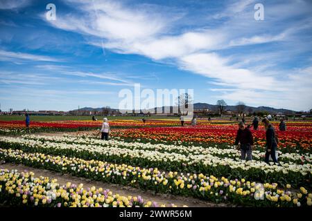 Grugliasco, Italia. 25th Mar, 2024. general view of fields of tulips in bloom in Grugliasco near Turin, north west Italy - Monday, March 25, 2024. News (Photo by Marco Alpozzi/Lapresse) Credit: LaPresse/Alamy Live News Stock Photo