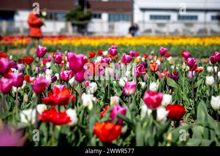 Grugliasco, Italia. 25th Mar, 2024. general view of fields of tulips in bloom in Grugliasco near Turin, north west Italy - Monday, March 25, 2024. News (Photo by Marco Alpozzi/Lapresse) Credit: LaPresse/Alamy Live News Stock Photo