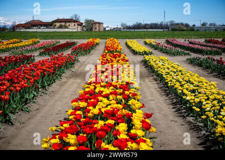 Grugliasco, Italia. 25th Mar, 2024. general view of fields of tulips in bloom in Grugliasco near Turin, north west Italy - Monday, March 25, 2024. News (Photo by Marco Alpozzi/Lapresse) Credit: LaPresse/Alamy Live News Stock Photo