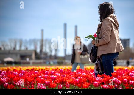 Grugliasco, Italia. 25th Mar, 2024. People walks and collects tulips in bloom in Grugliasco near Turin, north west Italy - Monday, March 25, 2024. News (Photo by Marco Alpozzi/Lapresse) Credit: LaPresse/Alamy Live News Stock Photo