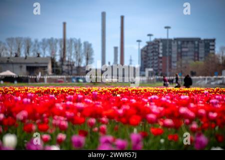 Grugliasco, Italia. 25th Mar, 2024. general view of fields of tulips in bloom in Grugliasco near Turin, north west Italy - Monday, March 25, 2024. News (Photo by Marco Alpozzi/Lapresse) Credit: LaPresse/Alamy Live News Stock Photo