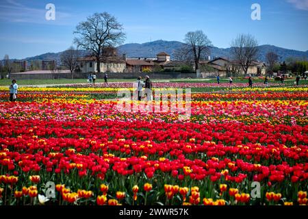 Grugliasco, Italia. 25th Mar, 2024. general view of fields of tulips in bloom in Grugliasco near Turin, north west Italy - Monday, March 25, 2024. News (Photo by Marco Alpozzi/Lapresse) Credit: LaPresse/Alamy Live News Stock Photo