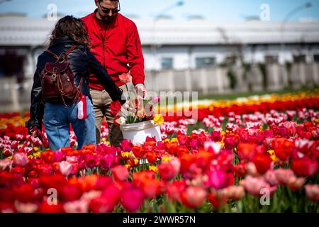 Grugliasco, Italia. 25th Mar, 2024. People walks and collects tulips in bloom in Grugliasco near Turin, north west Italy - Monday, March 25, 2024. News (Photo by Marco Alpozzi/Lapresse) Credit: LaPresse/Alamy Live News Stock Photo