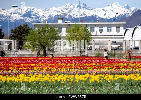 Grugliasco, Italia. 25th Mar, 2024. general view of fields of tulips in bloom in Grugliasco near Turin, north west Italy - Monday, March 25, 2024. News (Photo by Marco Alpozzi/Lapresse) Credit: LaPresse/Alamy Live News Stock Photo