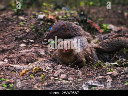 The mating pair of the Indian grey mongoose is in grassland at Tehatta, West Bengal. These species are known for its ability to combat venomous snakes. The Indian grey mongoose is a mongoose species native to the Indian subcontinent and West Asia, found in open forests, scrublands, and cultivated fields, often close to human habitation. It is bold and inquisitive but wary, seldom venturing far from cover. Its prey includes rodents, snakes, birds' eggs and hatchlings, lizards, and a variety of invertebrates. It breeds throughout the year. India. Stock Photo