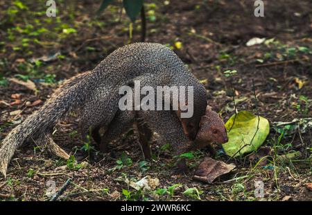 The mating pair of the Indian grey mongoose is in grassland at Tehatta, West Bengal. These species are known for its ability to combat venomous snakes. The Indian grey mongoose is a mongoose species native to the Indian subcontinent and West Asia, found in open forests, scrublands, and cultivated fields, often close to human habitation. It is bold and inquisitive but wary, seldom venturing far from cover. Its prey includes rodents, snakes, birds' eggs and hatchlings, lizards, and a variety of invertebrates. It breeds throughout the year. India. Stock Photo