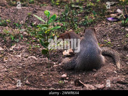 The mating pair of the Indian grey mongoose is in grassland at Tehatta, West Bengal. These species are known for its ability to combat venomous snakes. The Indian grey mongoose is a mongoose species native to the Indian subcontinent and West Asia, found in open forests, scrublands, and cultivated fields, often close to human habitation. It is bold and inquisitive but wary, seldom venturing far from cover. Its prey includes rodents, snakes, birds' eggs and hatchlings, lizards, and a variety of invertebrates. It breeds throughout the year. India. Stock Photo