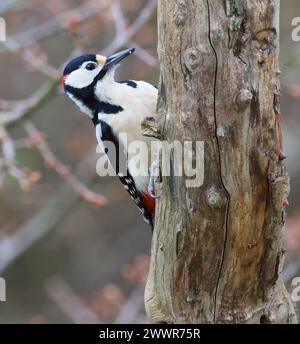 A male Great Spotted Woodpecker (Dendrocopos major) on a tree trunk during the winter time in the UK Stock Photo