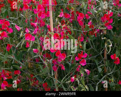 Closeup of the red flowers of the annual garden climbing plant lathyrus odoratus prince edward of York. Stock Photo