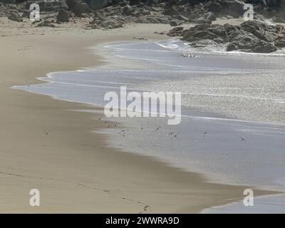 Beautiful empty sea beach from the north of Portual seeing a shorebird flock in flight passing by Stock Photo