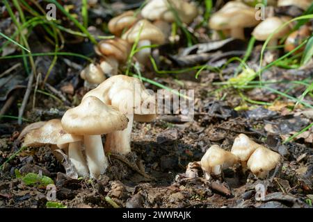 Entoloma clypeatum is a edible mushroom with excellent taste Stock Photo