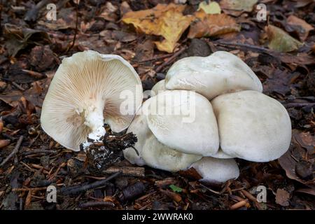 is an edible mushroom found in grasslands in Europe and North America Stock Photo