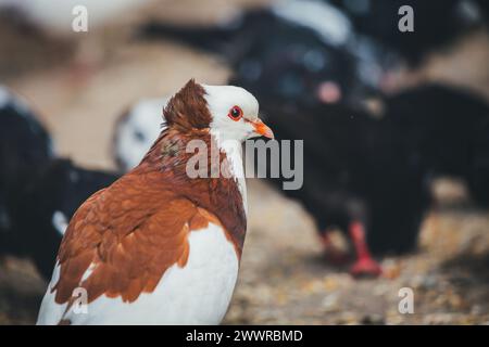Österreichischer Ganselkröpfer, an endangered aboriginal pouter pigeon breed from Austria Stock Photo