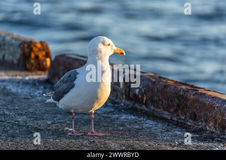 Slaty-backed gull (Larus schistisagus), Hokkaido, Japan Stock Photo