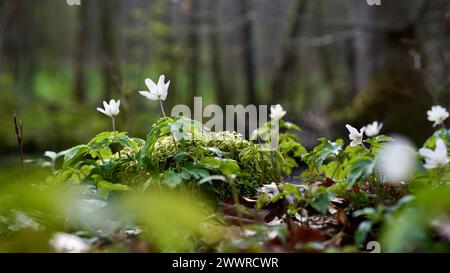 Wood anemones in a forest at a mountain stream in spring. Stock Photo