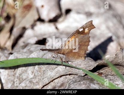 European beak or nettle-tree butterfly, Zürgelbaumfalter, Échancré, Libythea celtis, csőröslepke, Hungary, Magyarország, Europe Stock Photo