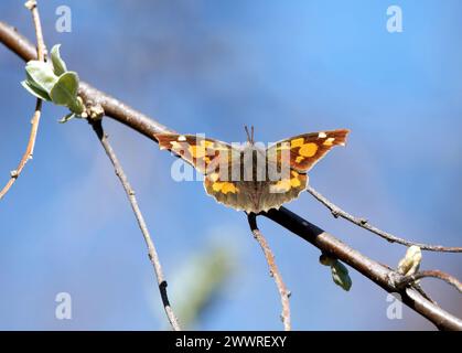 European beak or nettle-tree butterfly, Zürgelbaumfalter, Échancré, Libythea celtis, csőröslepke, Hungary, Magyarország, Europe Stock Photo