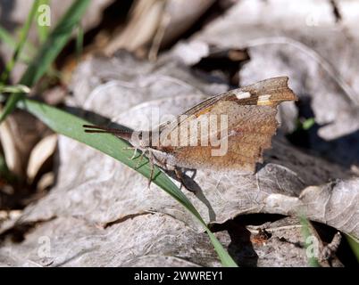 European beak or nettle-tree butterfly, Zürgelbaumfalter, Échancré, Libythea celtis, csőröslepke, Hungary, Magyarország, Europe Stock Photo