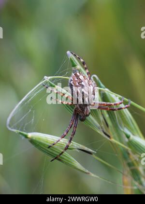 Large female oak spider on tip of plant Stock Photo