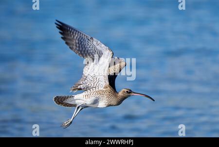 Eurasian whimbrel (Numenius phaeopus) in flight over blue water in side view Stock Photo