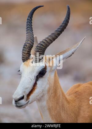 Portrait of young springbok antelope (Antidorcas marsupialis) Stock Photo