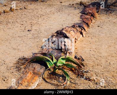 Welwitschia Mirabilis also named as living fossil, Petrified forest, Namibia Stock Photo