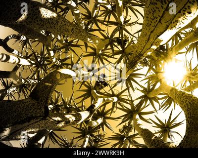 Quiver tree bottom view against sky on sunny day, Keetmashoop, Namibia Stock Photo