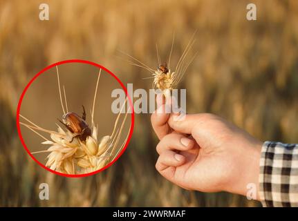 Infection of wheat with Anisoplia austriaca  beetle. The farmer is holding a wheat ear with a beetle in his hand. Stock Photo