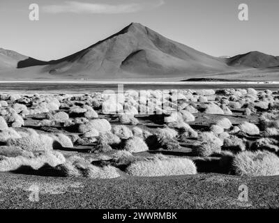 High peaks and typical grass clumps at Laguna Colorada in southern bolivian Altiplano, black and white image Stock Photo