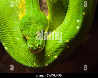 Green tree python, Morelia viridis. rain forest snake hanging on the branch Stock Photo
