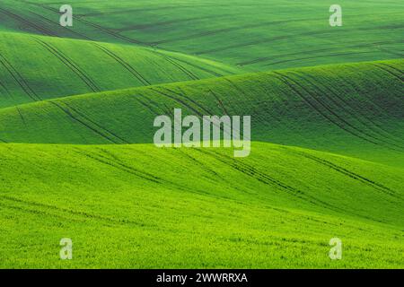 Waved green spring grass field. Background texture vivid colors Stock ...