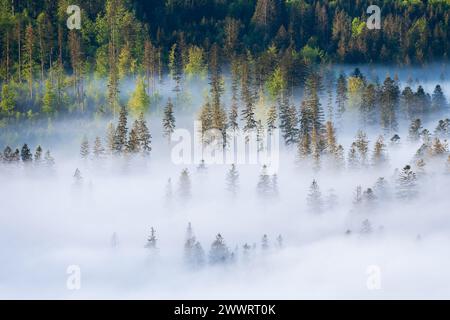 Forest drowned in morning fog Stock Photo