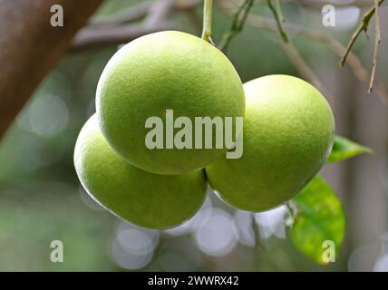 Grapefruit, Citrus x paradisi, Rutaceae.  The grapefruit (Citrus × paradisi) is a subtropical citrus tree known for its relatively large fruits. Stock Photo