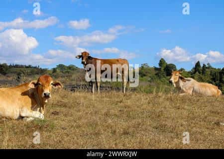 Three Cows resting and grazing in a vast pasture under a blue sky Stock Photo