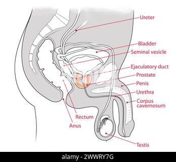 Male urinary system illustration emphasizing the prostate, cross-sectional view Stock Photo