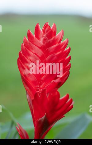Close up of a vriesea cristiane flower in bloom Stock Photo