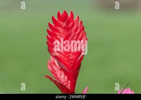 Close up of a vriesea cristiane flower in bloom Stock Photo