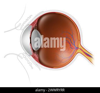 illustration of the anatomy of the human eyeball Stock Photo