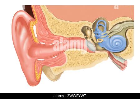 the internal structure of the human ear Stock Photo