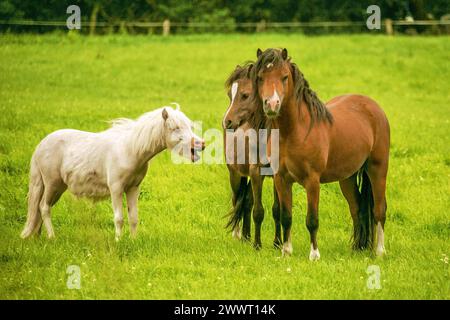 Ich bin doch auch lieb. Pferde auf einer Wiese in der Gemarkung Greetsiel im Krumm-Hörnerland/Ostfriesland - gesehen am 18.06.2018 *** Ich bin doch auch lieb Horses on a meadow in the district of Greetsiel in Krumm Hörnerland East Frisia seen on 18 06 2018 Stock Photo