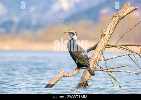 The Great Cormorant (Phalacrocorax carbo sinensis) is on the dead tree in the middle of Lake Skadar. Stock Photo