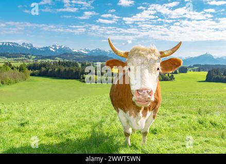 Fleckvieh Kuh im Allgäu auf einer grünen Wiese vor einem schönen Alpenpanorama, Nahaufnahme Nahaufnahme einer rotbunte Kuh mit Hörnern auf einer grünen Frühlingswiese mit weitläufiger, typischer Allgäulandschaft im Hintergrund. Region Füssen Bayern Deutschland *** Fleckvieh cow in the Allgäu on a green meadow in front of a beautiful alpine panorama, close-up close-up of a red-colored cow with horns on a green spring meadow with extensive, typical Allgäu landscape in the background Füssen region Bavaria Germany Stock Photo