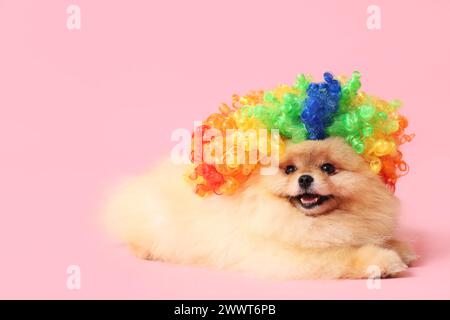 Cute Pomeranian Spitz dog in clown wig on pink background. April Fools day celebration Stock Photo