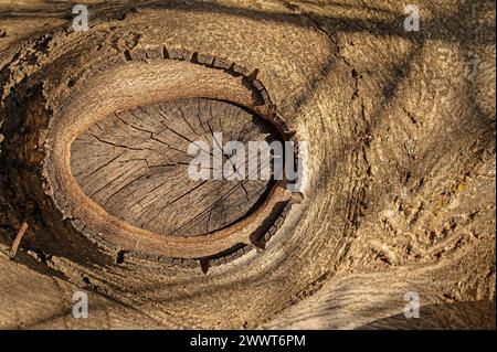 Walnut tree knot close up. Stock Photo