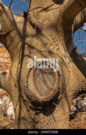 Detail resulting from pruning on the walnut tree trunk. Stock Photo