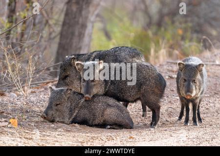 Javelina or peccary (Pecari tajacu). Bosque del Apache NWR, New Mexico, USA, by Dominique Braud/Dembinsky Photo Assoc Stock Photo