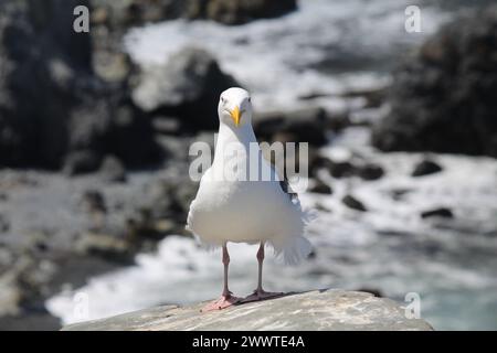 Seagull California Shoreline Stock Photo